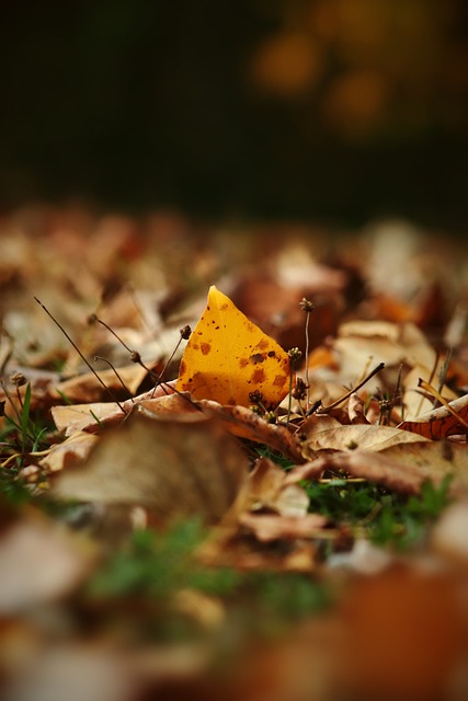马卡：许多球探想在青年欧冠上考察霍安，但他却没参加比赛