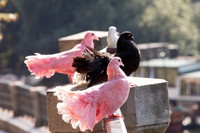 未来的希望 未来的希望